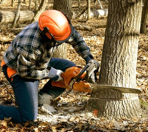Tree Removal in Friend, NE